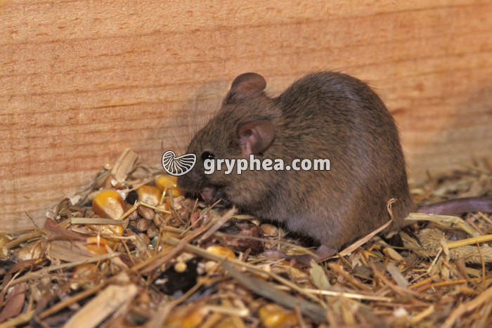 Souris - Souris domestique - gryphea.com